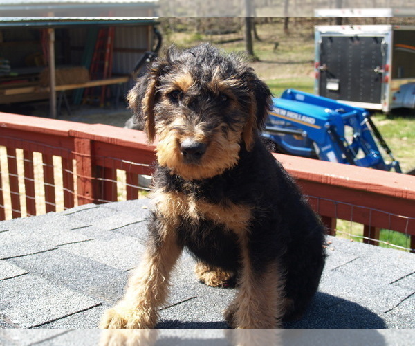 Medium Photo #26 Airedale Terrier Puppy For Sale in CHARLESTOWN, IN, USA