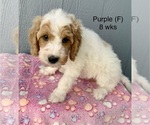 Small #29 Goldendoodle (Miniature)