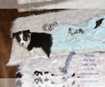 Small Photo #6 Aussie-Corgi-Miniature Australian Shepherd Mix Puppy For Sale in LIND, WA, USA