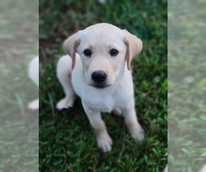 Labrador Retriever Puppy for sale in APPOMATTOX, VA, USA