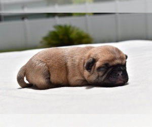 Pug Puppy for sale in PALM COAST, FL, USA