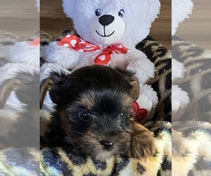 Yorkshire Terrier Puppy for sale in SALUDA, SC, USA