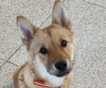Small Shiba Inu Mix