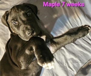 Great Dane Puppy for sale in CASSVILLE, MO, USA