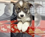 Small Photo #18 Pomsky-Shiba Inu Mix Puppy For Sale in NASHUA, NH, USA