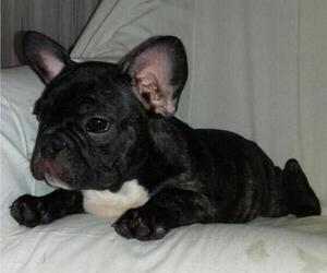 French Bulldog Puppy for sale in BROOKLYN, NY, USA