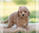 Small #2 Goldendoodle (Miniature)