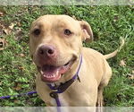 Small Photo #3 American Pit Bull Terrier Puppy For Sale in Ocala, FL, USA
