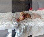 Small #2 Chihuahua Mix