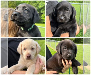 Labrador Retriever Puppy for Sale in CORYDON, Indiana USA