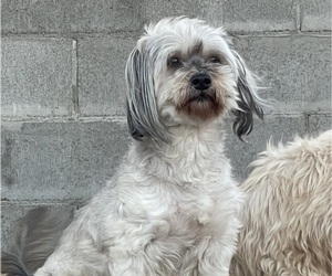 Mother of the Maltipoo puppies born on 09/13/2025