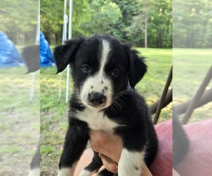 Border Collie Puppy for sale in NEW ALEXANDRIA, PA, USA