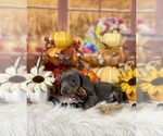 Small #13 Dachshund
