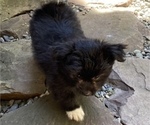 Small Photo #3 Pomeranian-Zuchon Mix Puppy For Sale in SAMMAMISH, WA, USA