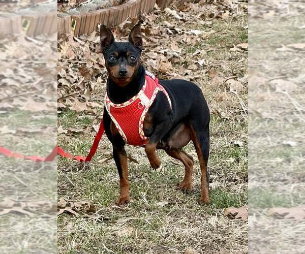 Medium Photo #2 Miniature Pinscher Puppy For Sale in Lee's Summit, MO, USA