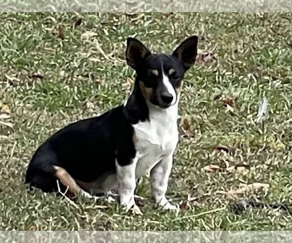 Medium Photo #1 Rat Terrier Puppy For Sale in WHITAKERS, NC, USA