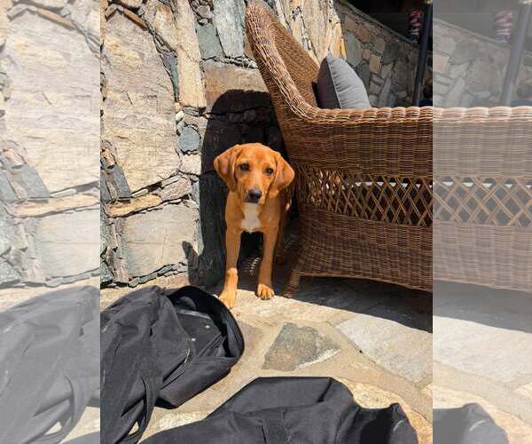 Medium Photo #10 Redbone Coonhound-Unknown Mix Puppy For Sale in pomfret, CT, USA