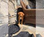Small #9 Redbone Coonhound Mix