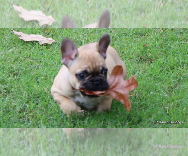 Medium Photo #7 French Bulldog Puppy For Sale in WINNSBORO, TX, USA