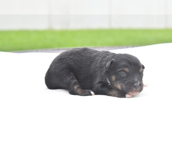Medium Photo #5 Miniature Australian Shepherd Puppy For Sale in PALM COAST, FL, USA