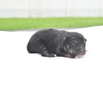 Small #4 Miniature Australian Shepherd