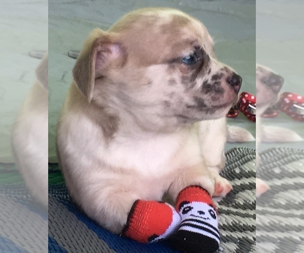 Medium Photo #17 French Bullhuahua Puppy For Sale in YPSILANTI, MI, USA