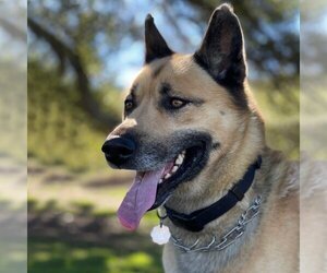 German Shepherd Dog-Unknown Mix Dogs for adoption in San Diego, CA, USA