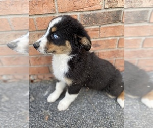 Australian Shepherd Puppy for sale in BEECH GROVE, IN, USA