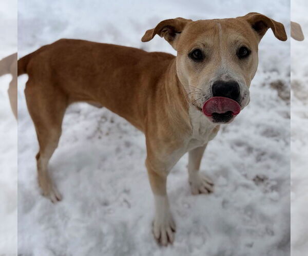 Medium Photo #3 Mutt Puppy For Sale in Jefferson, WI, USA