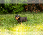 Small #10 Dachshund