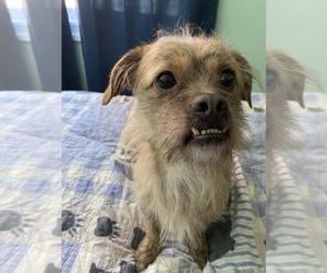 Schweenie Dogs for adoption in MAHWAH, NJ, USA