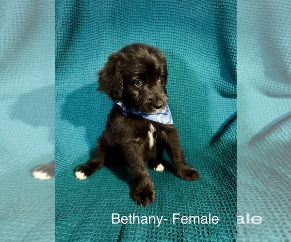 Medium Photo #20 Labradoodle-Miniature Australian Shepherd Mix Puppy For Sale in MANSFIELD, TX, USA