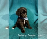 Small #19 Labradoodle-Miniature Australian Shepherd Mix
