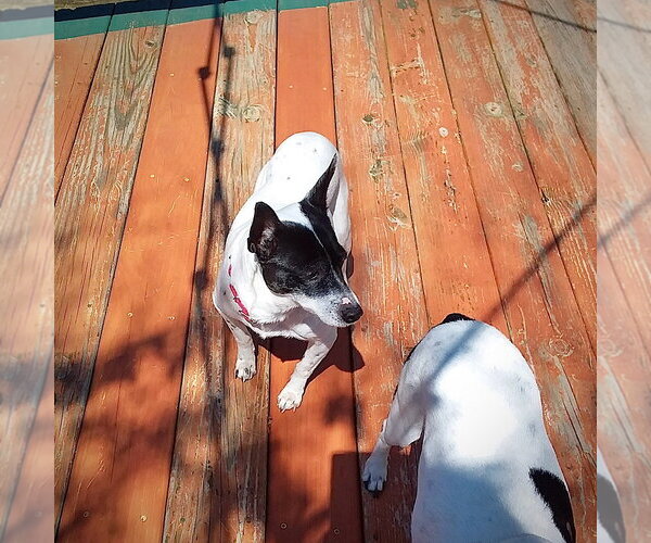 Medium Photo #3 Rat Terrier Puppy For Sale in Atlanta, GA, USA