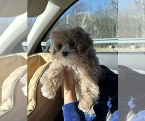Cavapoo Puppy for sale in CHATTANOOGA, TN, USA