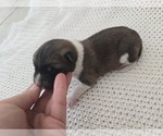 Small #4 Akita