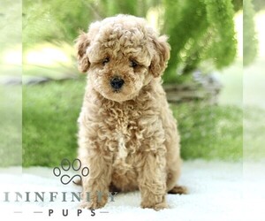 Poodle (Toy) Puppy for sale in PARADISE, PA, USA