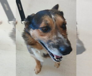 Australian Shepherd-German Shepherd Dog Mix Dogs for adoption in Lodi, CA, USA