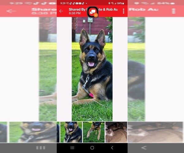 Medium Photo #41 German Shepherd Dog Puppy For Sale in LA FAYETTE, NY, USA