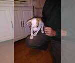 Small #1 Jack Russell Terrier