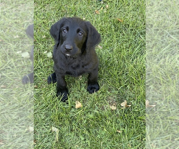 Medium Photo #9 Labradoodle Puppy For Sale in JONES, MI, USA