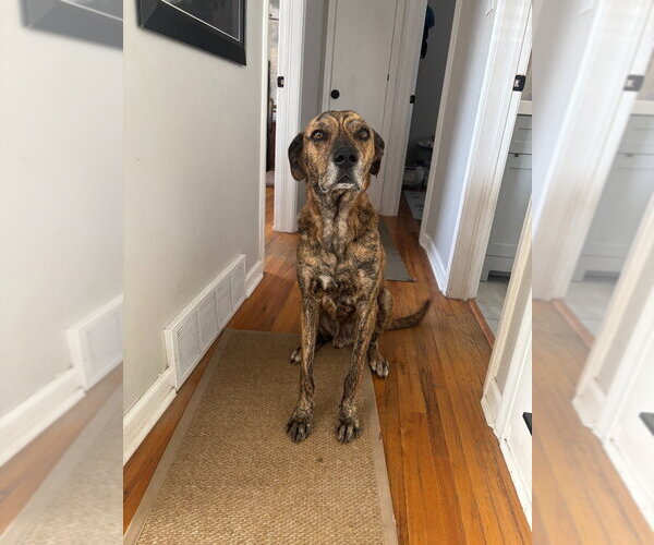 Medium Photo #2 Mutt Puppy For Sale in Salt Lake City, UT, USA