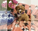 Small Photo #1 Poodle (Toy) Puppy For Sale in SYLMAR, CA, USA