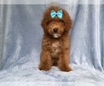 Small #3 Cockapoo (Miniature)