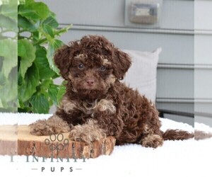 Bernedoodle (Miniature) Puppy for sale in NARVON, PA, USA