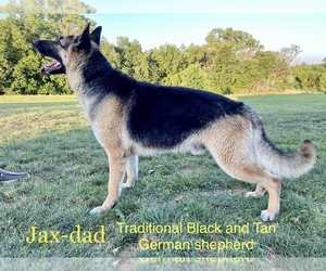 Father of the German Shepherd Dog puppies born on 11/15/2022
