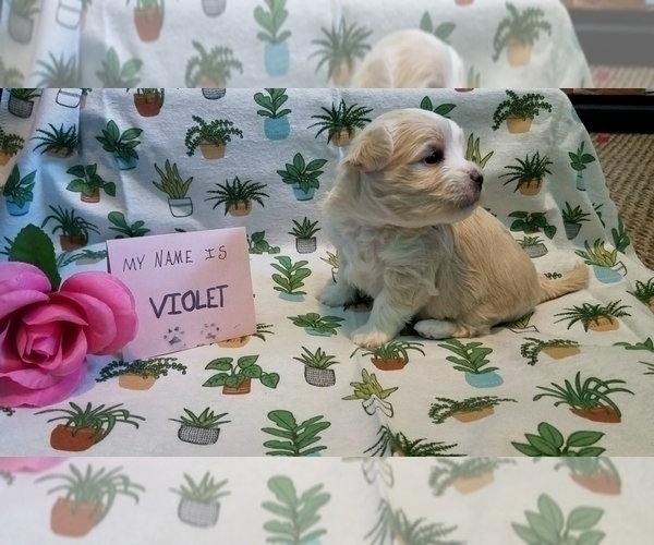 Medium Photo #4 Maltipoo (Miniature) Puppy For Sale in BROOKFIELD, MO, USA
