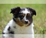 Small Photo #7 Miniature Australian Shepherd Puppy For Sale in PALM COAST, FL, USA