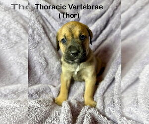 Mutt Dogs for adoption in Duluth, MN, USA