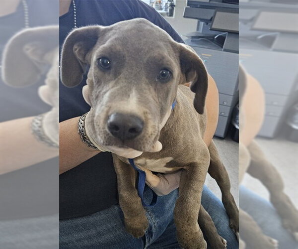 Medium Photo #1 Mutt Puppy For Sale in Bakersfield, CA, USA